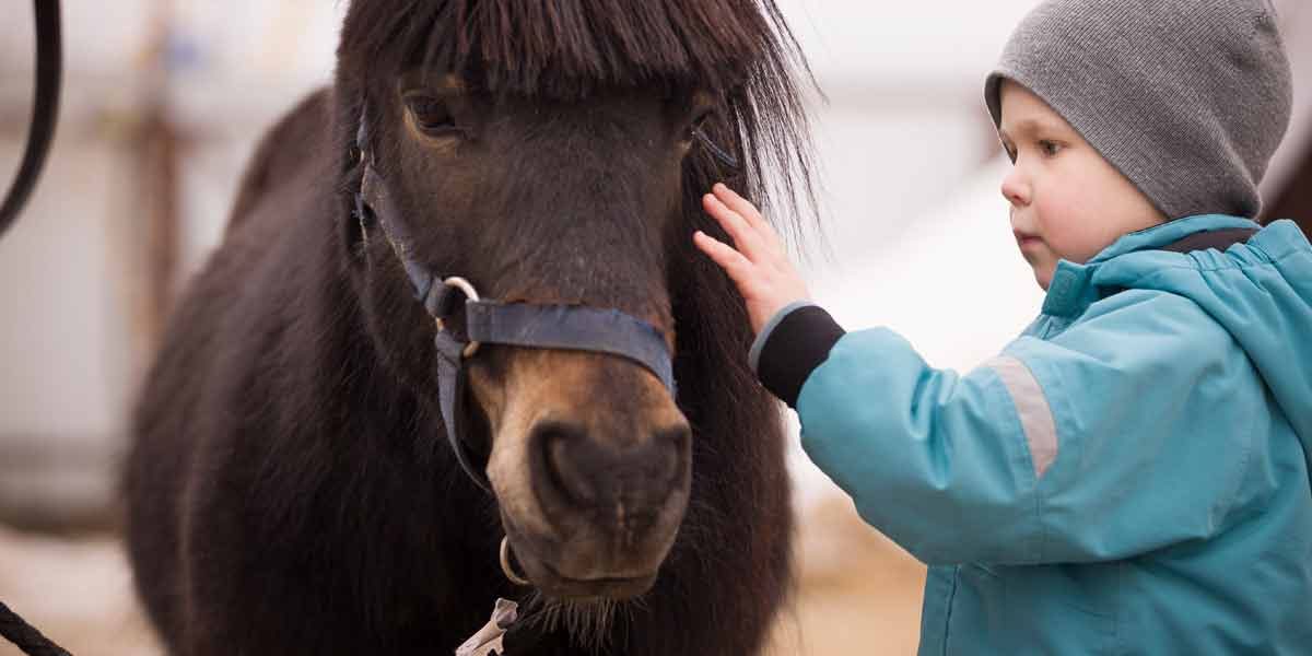 Icelandic horse and child